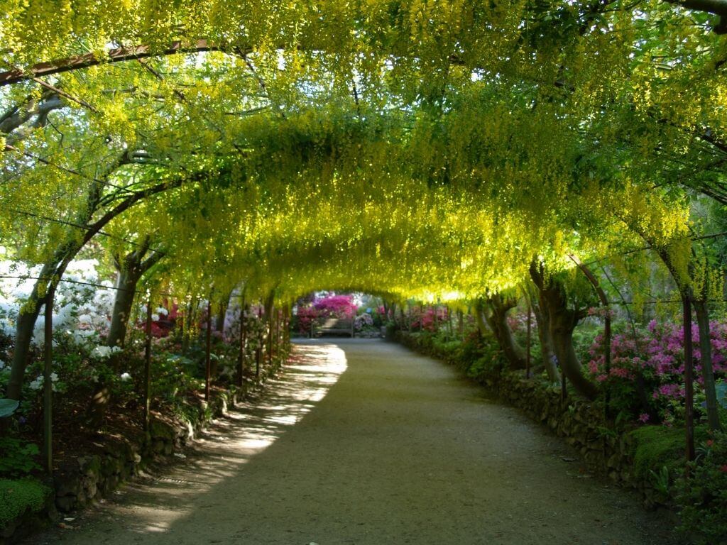 Bodnant Gardens tunnel