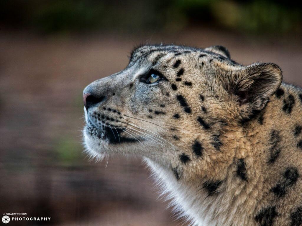Welsh Mountain Zoo Snow Leopard