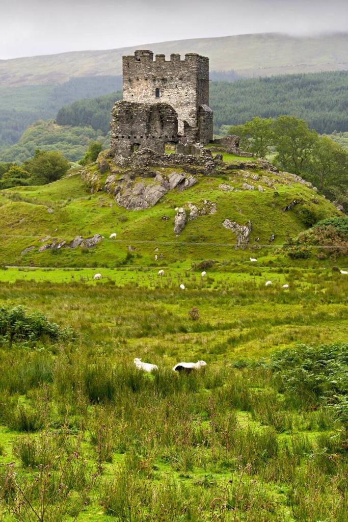 Dolwyddelan Castle on the hilltop with green fields below with sheep and hills in the backgrouond
