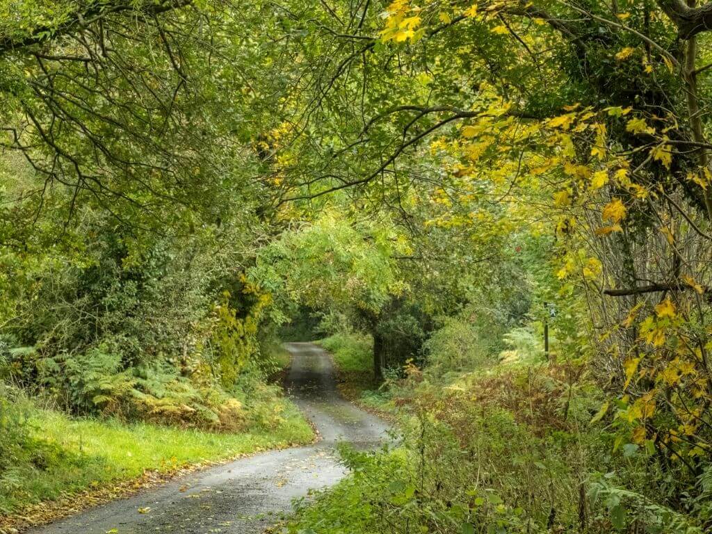 Nercwys Forest, Wales