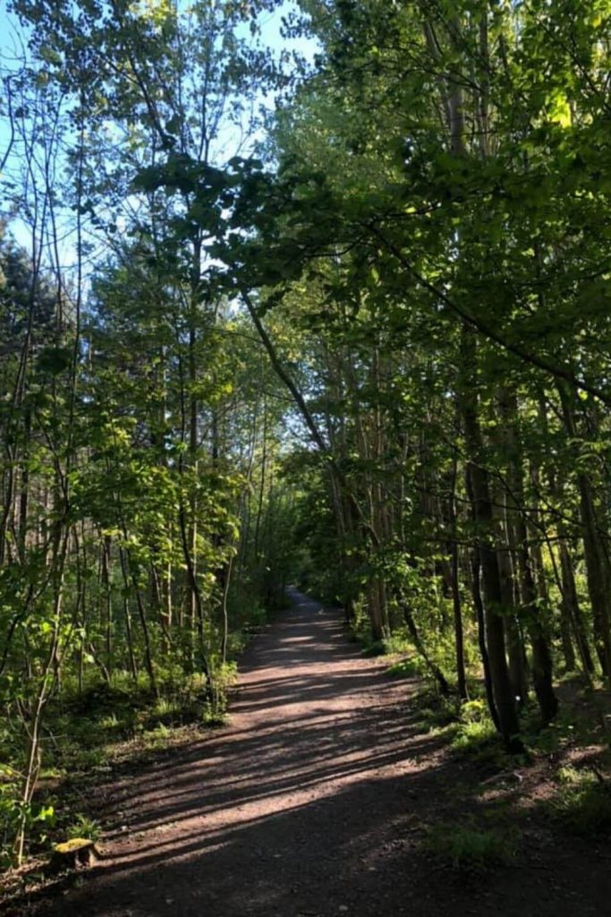 Maes-y-Pant Forest, Wales