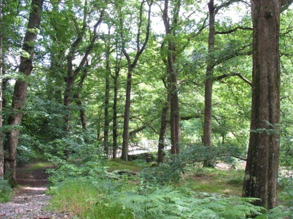 Coed y Brenin Forest, Wales