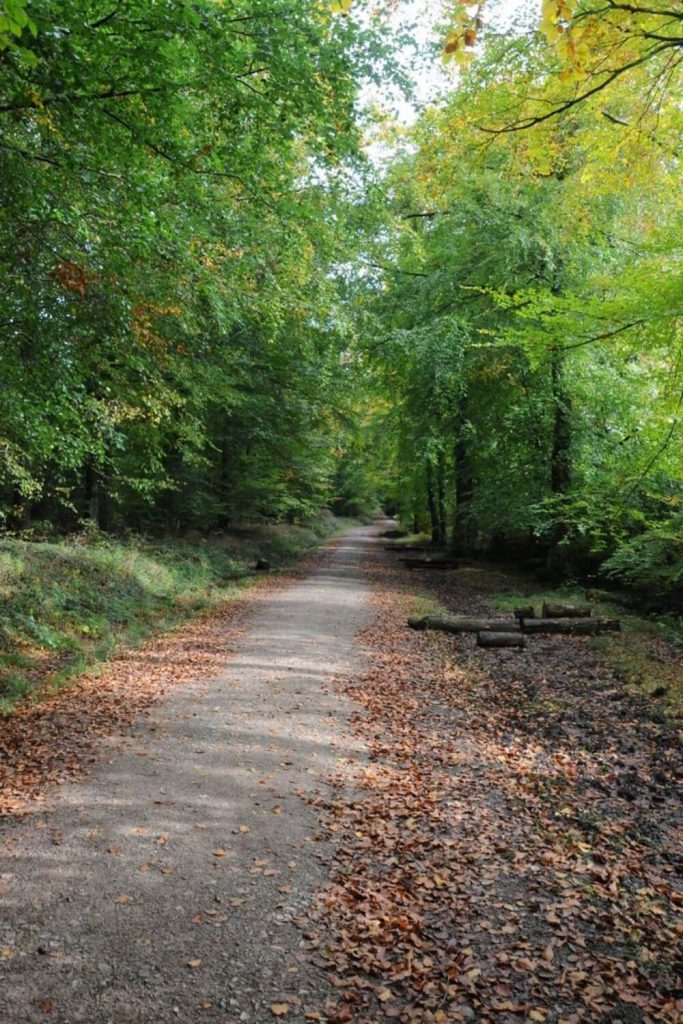 Wentwood Forest, Wales