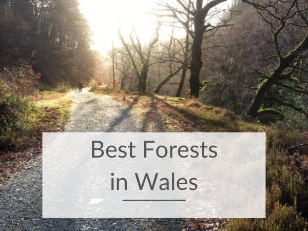 A wooded track with sun beaming through the trees, with text overlay saying best forests in Wales