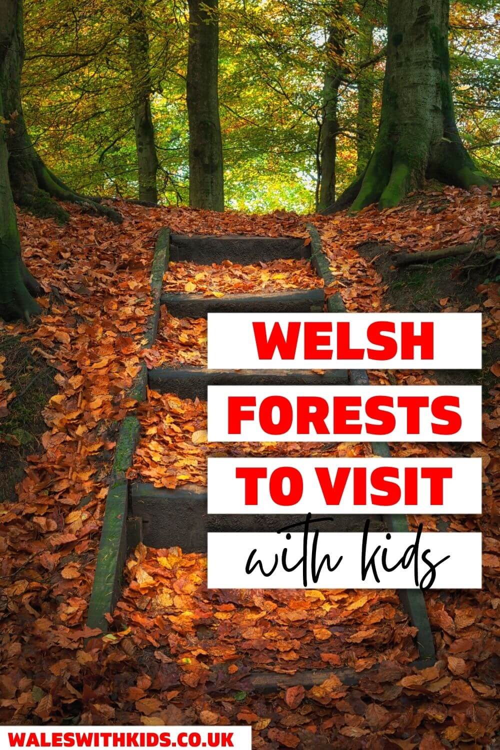 Best Forests in Wales to Visit with Kids Wales With Kids