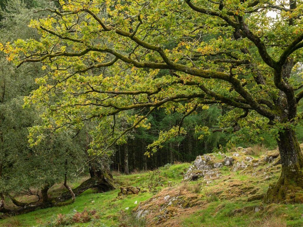 A picture of the woods of Coed-y-Brenin Forest Park in Snowdonia